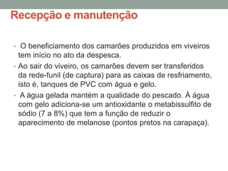Recepção e manutenção
• O beneficiamento dos camarões produzidos em viveiros
tem início no ato da despesca.
• Ao sair do viveiro, os camarões devem ser transferidos
da rede-funil (de captura) para as caixas de resfriamento,
isto é, tanques de PVC com água e gelo.
• A água gelada mantém a qualidade do pescado. Á água
com gelo adiciona-se um antioxidante o metabissulfito de
sódio (7 a 8%) que tem a função de reduzir o
aparecimento de melanose (pontos pretos na carapaça).
 