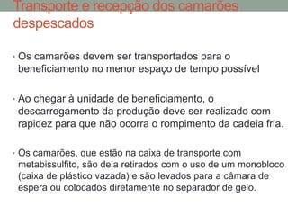 Transporte e recepção dos camarões
despescados
• Os camarões devem ser transportados para o
beneficiamento no menor espaço de tempo possível
• Ao chegar à unidade de beneficiamento, o
descarregamento da produção deve ser realizado com
rapidez para que não ocorra o rompimento da cadeia fria.
• Os camarões, que estão na caixa de transporte com
metabissulfito, são dela retirados com o uso de um monobloco
(caixa de plástico vazada) e são levados para a câmara de
espera ou colocados diretamente no separador de gelo.
 