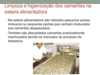 Limpeza e higienização dos camarões na
esteira alimentadora
• Na esteira alimentadora são retirados pequenos peixes,
moluscos ou pequenas pedras que venham misturados
aos camarões despescados.
• Também são descartados camarões eventualmente
machucados devido ao manuseio do processo de
despesca.
 