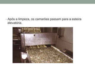 • Após a limpeza, os camarões passam para a esteira
elevatória.
 