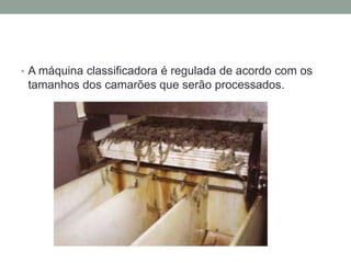 • A máquina classificadora é regulada de acordo com os
tamanhos dos camarões que serão processados.
 