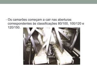 • Os camarões começam a cair nas aberturas
correspondentes às classificações 80/100, 100/120 e
120/150.
 