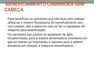 BENEFICIAMENTO CAMARÕES SEM
CABEÇA
• Para beneficiar os camarões que irão ficar sem cabeça,
utiliza-se o mesmo fluxograma do beneficiamento dos
com cabeça, até a etapa em que se faz a regulagem da
máquina para classificação.
• Os camarões são postos no separador de gelo,
encaminhados para a esteira alimentadora (momento em
que se retiram as impurezas) e passam para a esteira
elevatória em direção à máquina classificadora.
 