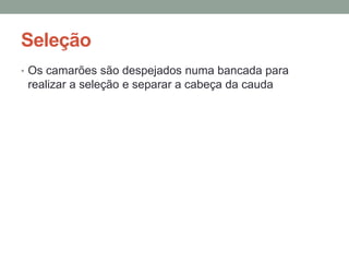 Seleção
• Os camarões são despejados numa bancada para
realizar a seleção e separar a cabeça da cauda
 