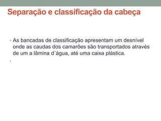 Separação e classificação da cabeça
• As bancadas de classificação apresentam um desnível
onde as caudas dos camarões são transportados através
de um a lâmina d´àgua, até uma caixa plástica.
•
 