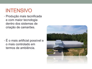 INTENSIVO
• Produção mais tecnificada
e com maior tecnologia
dentro dos sistemas de
criação de camarões.
• É o mais artificial possível e
o mais controlado em
termos de ambiência.
 