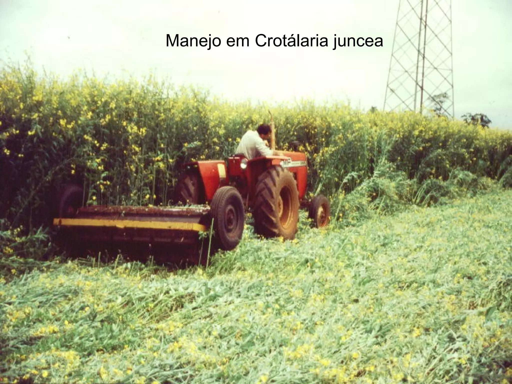 Manejo em Crotálaria juncea
 