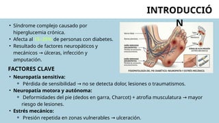 INTRODUCCIÓ
N
• Síndrome complejo causado por
hiperglucemia crónica.
• Afecta al 15–25% de personas con diabetes.
• Resultado de factores neuropáticos y
mecánicos úlceras, infección y
→
amputación.
• Neuropatía sensitiva:
⚬ Pérdida de sensibilidad no se detecta dolor, lesiones o traumatismos.
→
• Neuropatía motora y autónoma:
⚬ Deformidades del pie (dedos en garra, Charcot) + atrofia musculatura mayor
→
riesgo de lesiones.
• Estrés mecánico:
⚬ Presión repetida en zonas vulnerables ulceración.
→
FACTORES CLAVE
 