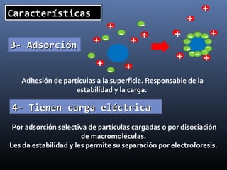 Características

-

+

3- Adsorción

- +
++
-

+

-

+

+

+

+ -- -+
-- + -+

Adhesión de partículas a la superficie. Responsable de la
estabilidad y la carga.

4- Tienen carga eléctrica
Por adsorción selectiva de partículas cargadas o por disociación
de macromoléculas.
Les da estabilidad y les permite su separación por electroforesis.

 