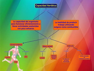 Sistemas de entrenamiento