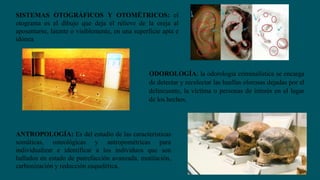 SISTEMAS OTOGRÁFICOS Y OTOMÉTRICOS: el
otograma es el dibujo que deja el relieve de la oreja al
aposentarse, latente o visiblemente, en una superficie apta e
idónea
ODOROLOGÍA: la odorología criminalística se encarga
de detectar y recolectar las huellas olorosas dejadas por el
delincuente, la víctima o personas de interés en el lugar
de los hechos.
ANTROPOLOGÍA: Es del estudio de las características
somáticas, osteológicas y antropométricas para
individualizar e identificar a los individuos que son
hallados en estado de putrefacción avanzada, mutilación,
carbonización y reducción esquelética.
 