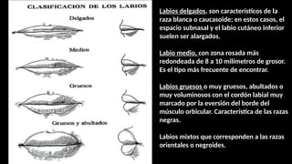 Labios Razas Sistemas de identificacion forense EN CRIMINALISTICA | PPTX