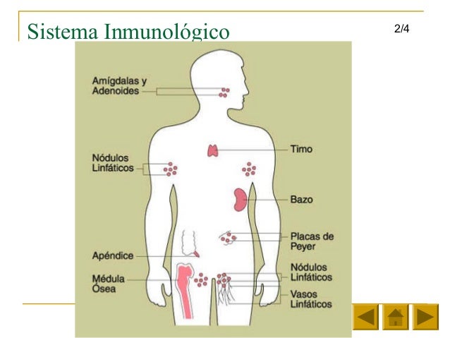 Sistemas del cuerpo humano 2
