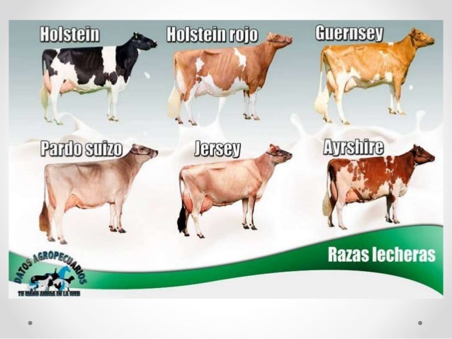 Resultado de imagen para razas lecheras bovinas