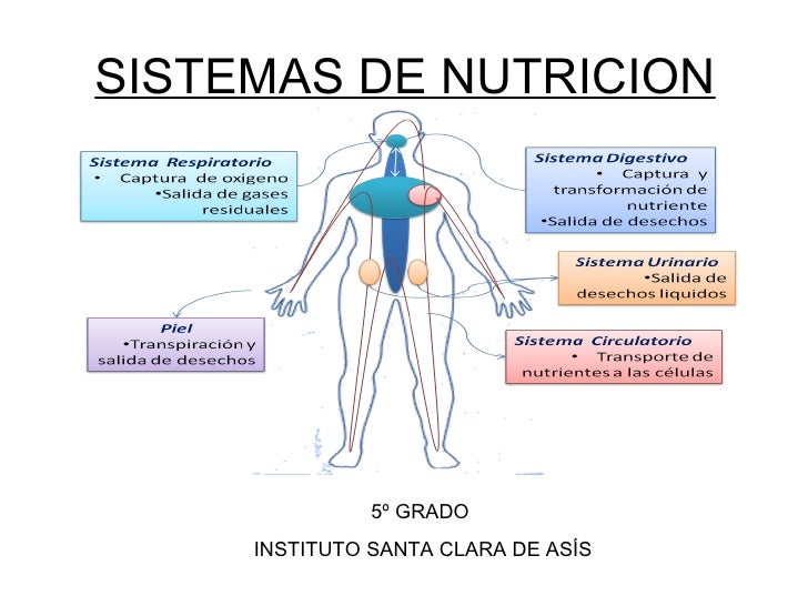 Sistemas de nutricion Sistemas de nutricion