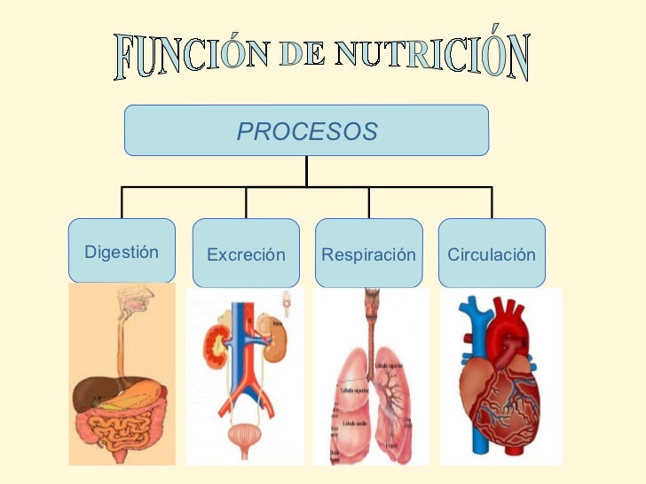 Sistemas de nutricion