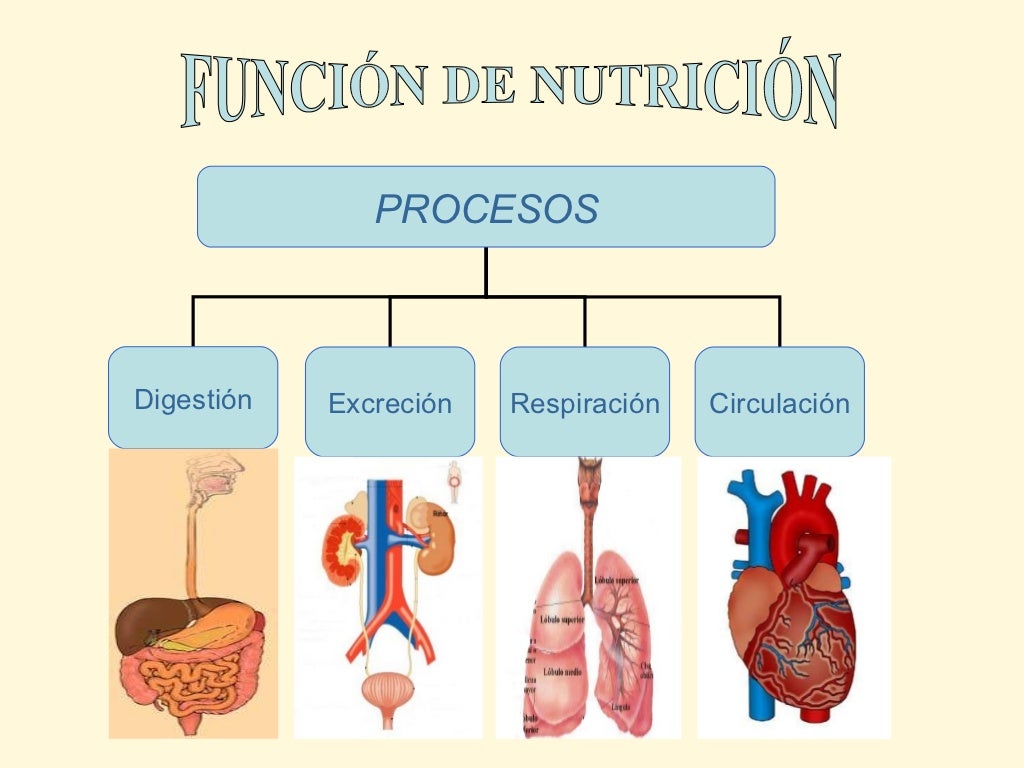 Sistemas de nutricion