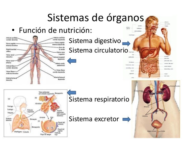 Sistemas de organos