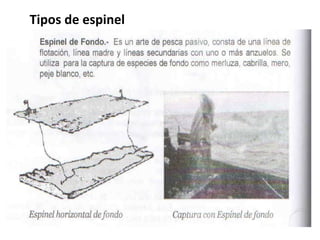 Tipos de espinel
 