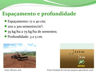 Espaçamento: 17 a 40 cm;
200 a 300 sementes/m²;
55 kg/ha a 75 kg/ha de sementes;
Profundidade: 3 a 5 cm.
Espaçamento e profundidade
Fonte: Oliveira, 2016. Fonte: Produção de arroz por pequeno agricultores, 2006.
 