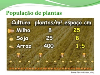 População de plantas
Fonte: Dirceu Gassen, 2015.
 