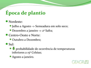 Nordeste:
Julho a Agosto -> Semeadura em solo seco;
Dezembro a janeiro -> 2º Safra;
Centro-Oeste e Norte:
Outubro a Dezembro;
Sul:
 probabilidade de ocorrência de temperaturas
inferiores a 15º Celsius;
Agosto a janeiro.
Época de plantio
 