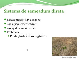 Sistema de semeadura direta
Espaçamento: 0,17 a 0,20m;
400 a 500 sementes/m²;
170 kg de sementes/há;
Problema:
Produção de ácidos orgânicos.
:
Fonte: Beutler, 2014.
 