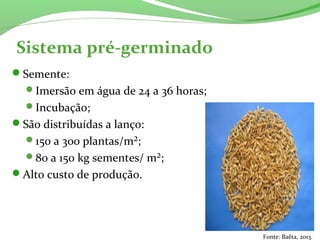 Sistema pré-germinado
Semente:
Imersão em água de 24 a 36 horas;
Incubação;
São distribuídas a lanço:
150 a 300 plantas/m²;
80 a 150 kg sementes/ m²;
Alto custo de produção.
Fonte: Baêta, 2013.
 