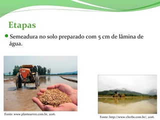 Etapas
Semeadura no solo preparado com 5 cm de lâmina de
água.
Fonte: http://www.clicrbs.com.br/, 2016.
Fonte: www.plantearroz.com.br, 2016.
 