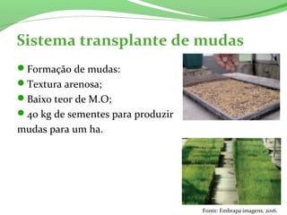 Sistema transplante de mudas
Formação de mudas:
Textura arenosa;
Baixo teor de M.O;
40 kg de sementes para produzir
mudas para um ha.
Fonte: Embrapa imagens, 2016.
 