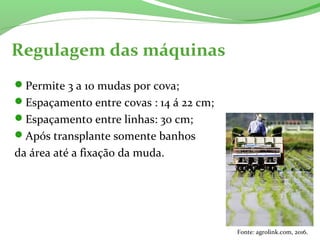 Regulagem das máquinas
Permite 3 a 10 mudas por cova;
Espaçamento entre covas : 14 á 22 cm;
Espaçamento entre linhas: 30 cm;
Após transplante somente banhos
da área até a fixação da muda.
Fonte: agrolink.com, 2016.
 