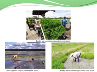 Fonte: www.contextoganadero.com, 2016.
Fonte: agencia.cnptia.embrapa.br, 2016. Fonte: www.contextoganadero.com, 2016.
 