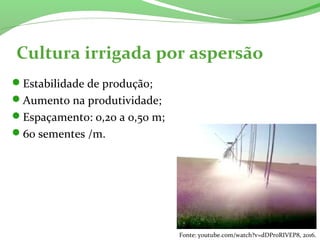 Cultura irrigada por aspersão
Estabilidade de produção;
Aumento na produtividade;
Espaçamento: 0,20 a 0,50 m;
60 sementes /m.
Fonte: youtube.com/watch?v=dDPr0RIVEP8, 2016.
 
