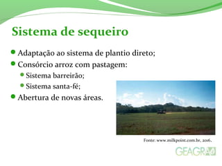 Adaptação ao sistema de plantio direto;
Consórcio arroz com pastagem:
Sistema barreirão;
Sistema santa-fé;
Abertura de novas áreas.
Sistema de sequeiro
Fonte: www.milkpoint.com.br, 2016.
 
