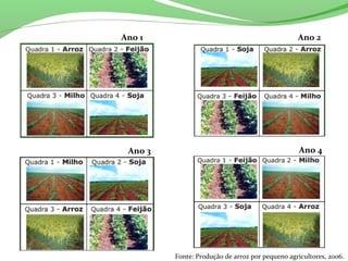 Ano 3 Ano 4
Fonte: Produção de arroz por pequeno agricultores, 2006.
Ano 1 Ano 2
 