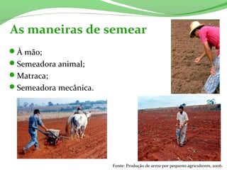 As maneiras de semear
Fonte: Produção de arroz por pequeno agricultores, 2006.
À mão;
Semeadora animal;
Matraca;
Semeadora mecânica.
 
