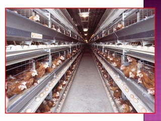 Sistemas de produccion avicola