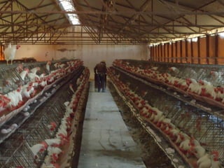Sistemas de produccion avicola