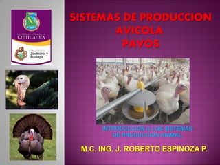SISTEMAS DE PRODUCCION
AVICOLA
PAVOS
M.C. ING. J. ROBERTO ESPINOZA P.
INTRODUCCION A LOS SISTEMAS
DE PRODUCCION ANIMAL
 