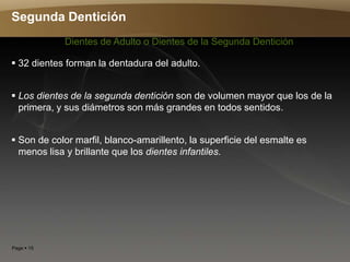 Page  15
Segunda Dentición
 32 dientes forman la dentadura del adulto.
 Los dientes de la segunda dentición son de volumen mayor que los de la
primera, y sus diámetros son más grandes en todos sentidos.
 Son de color marfil, blanco-amarillento, la superficie del esmalte es
menos lisa y brillante que los dientes infantiles.
Dientes de Adulto o Dientes de la Segunda Dentición
 