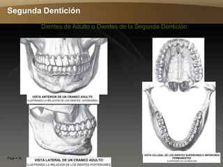 Page  16
Segunda Dentición
Dientes de Adulto o Dientes de la Segunda Dentición
 