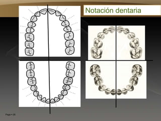 Page  28
Notación dentaria
 