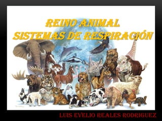 REINO ANIMAL
SISTEMAS DE RESPIRACIÓN




       LUIS EVELIO REALES RODRIGUEZ
 