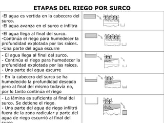 ETAPAS DEL RIEGO POR SURCO - La lámina es suficiente al final del surco. Se detiene el riego. - Una parte del agua de riego infiltró fuera de la zona radicular y parte del agua de riego escurrió al final del surco.                                                        - En la cabecera del surco se ha humedecido la profundidad deseada pero al final del mismo todavía no, por lo tanto continúa el riego                                                        - El agua llega al final del surco. - Continúa el riego para humedecer la profundidad explotada por las raíces. - Una parte del agua escurre                                                       -El agua llega al final del surco. -Continúa el riego para humedecer la profundidad explotada por las raíces. -Una parte del agua escurre                                                       -El agua es vertida en la cabecera del surco. -El agua avanza en el surco e infiltra 