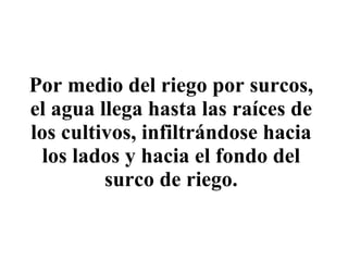 Por medio del riego por surcos, el agua llega hasta las raíces de los cultivos, infiltrándose hacia los lados y hacia el fondo del surco de riego. 