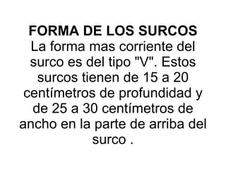 FORMA DE LOS  SURCOS La forma mas corriente del surco es del tipo "V". Estos  surcos  tienen de 15 a 20 centímetros de profundidad y de 25 a 30 centímetros de ancho en la parte de arriba del surco . 