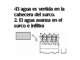 El agua es vertida en la cabecera del surco. 2. El agua avanza en el surco e infiltra 