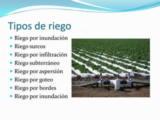 Tipos de riego
Riego por inundación
Riego surcos
Riego por infiltración
Riego subterráneo
Riego por aspersión
Riego por goteo
Riego por bordes
Riego por inundación