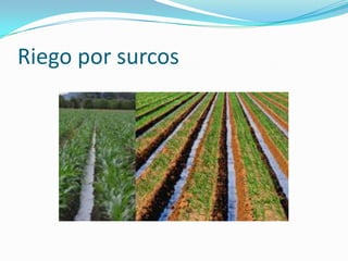 Riego por surcos