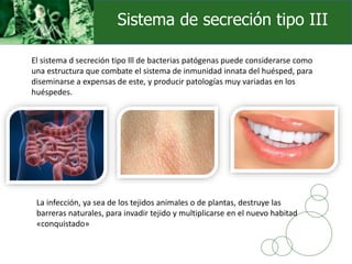 La infección, ya sea de los tejidos animales o de plantas, destruye las
barreras naturales, para invadir tejido y multiplicarse en el nuevo habitad
«conquistado»
El sistema d secreción tipo lll de bacterias patógenas puede considerarse como
una estructura que combate el sistema de inmunidad innata del huésped, para
diseminarse a expensas de este, y producir patologías muy variadas en los
huéspedes.
Sistema de secreción tipo III
 